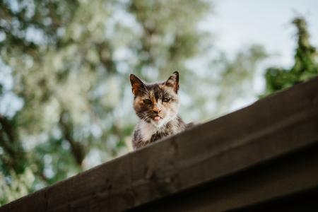 猫, 小猫, 动物, 宠物, 模糊, 散景, 屋顶