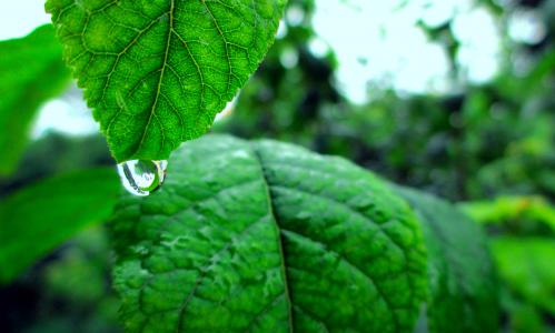 特写, 水一滴, 绿色, 叶子, 自然, 雨, 雨滴