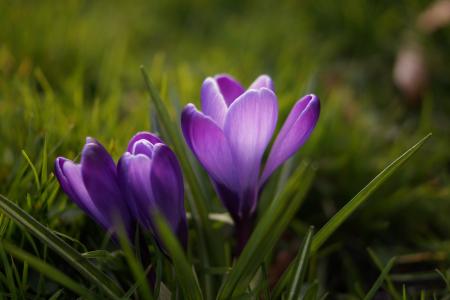 紫色, 瓣, 花, 春天, 丁香, 增长, 新鲜