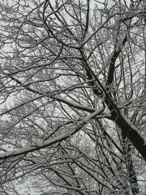 冬天, 雪, 树木, 感冒, 弗罗斯特, 分公司