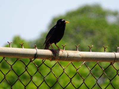 鸟, 栅栏, 公园, 野生的性质