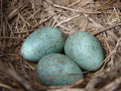 鸟巢, 鸡蛋, 蓝色, 鸟类, 鸡蛋, 年轻, 孵育