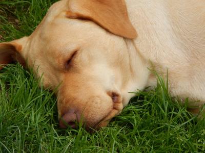 狗, 睡眠, 草, 宠物, 动物, 可爱, 户外