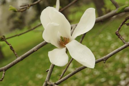 木兰, 白色, 开花的树, 春天, 开花, 新鲜, 植物区系