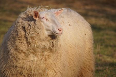 羊, 动物, 羊毛, 农场, 毛皮, 动物, 羊的脸