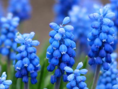 穆斯卡里, 葡萄风信子, 开花, 绽放, 花, 蓝色, 观赏植物