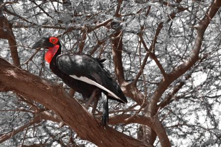 鸟类, 坦桑尼亚, 灰色, 红色, 黑色, 树座, 自然