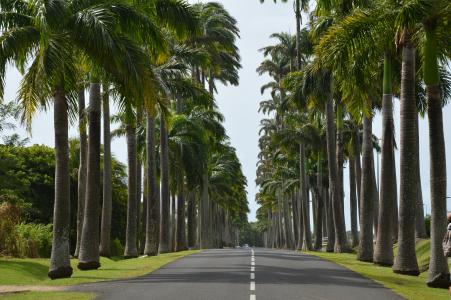 瓜德罗普岛, 棕榈, 道路