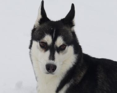 狗, 赫斯基, 雪, 肖像, 狗拉雪橇, 宠物, 西伯利亚雪橇犬