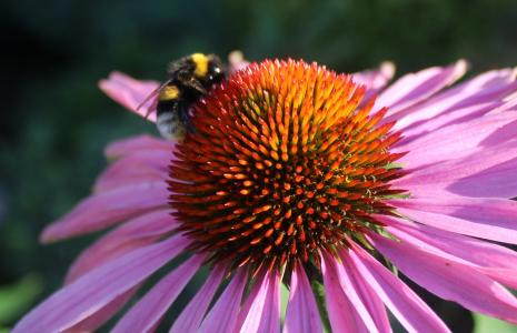 蜜蜂在花上, 粉红色的花, 2色的花, 昆虫, 自然, 蜜蜂, 花