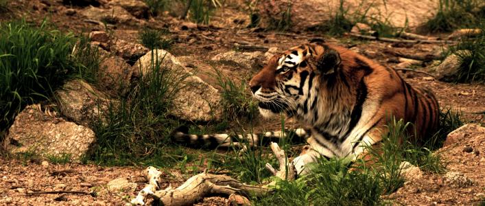 老虎, 猫科动物, 西伯利亚虎, 动物, 食肉动物, 未猫, 野生动物