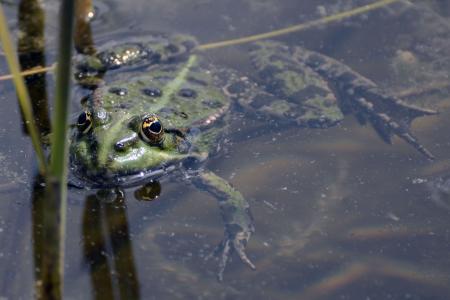 青蛙, 池塘, 绿色, 水, 青蛙, 池塘与青蛙, 自然