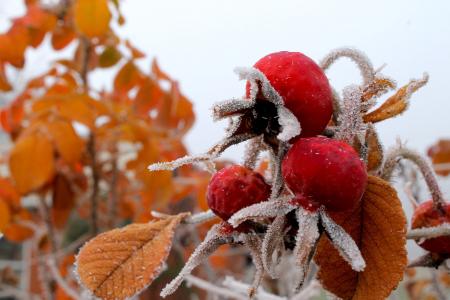 玫瑰果, 冻结, 白霜, 泽, 12 月, 赛季, 红色