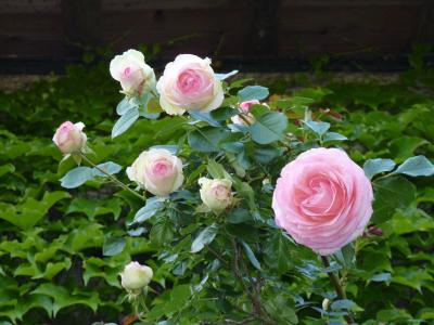 玫瑰, 布什, 粉色, 蔷薇科, 布什玫瑰, 自然