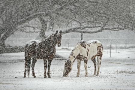 马, 马, 雪, 降雪量, 冬天, 马术, 动物