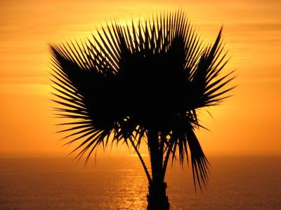 棕榈树, 日落棕榈树, 海上落日