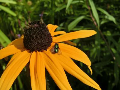 黄色, 太阳帽子, paradoxa 紫锥菊, 丝光蝇, 花园, 边框, 花