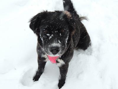 可爱的狗在雪地里, 雪, 可爱, 狗, 宠物, 动物, 深