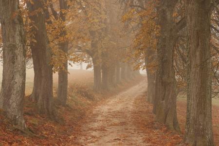 树木, 自然, 秋天, 叶子, 雾, 感冒, 走了