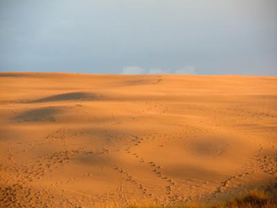 沙丘, 沙丘, 沙漠, 痕迹, 日落, 阳光