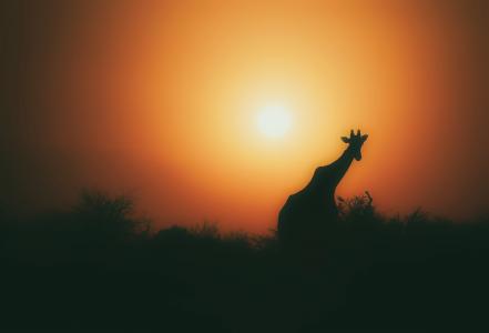 长颈鹿, 动物, 野生动物, 剪影, 景观, 天空, 太阳