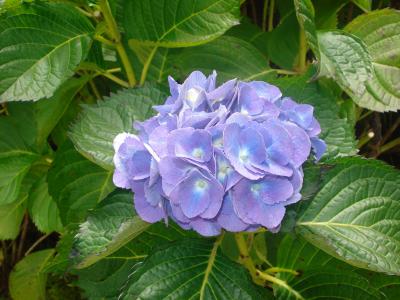 绣球花, 花, 蓝色, 自然, 植物