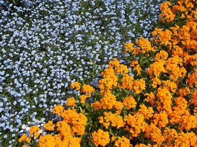花, 花园, 橙色, 蓝色, 植物园, 植物区系, 自然