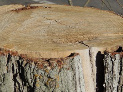 树, 树皮, 自然, 纹理, 树干, 年龄, 木材-材料