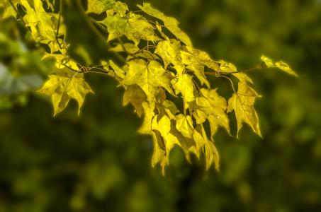 秋天, 树, 树木, 叶子, 叶, 分支机构, 黄色