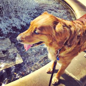 金毛猎犬, 狗, 水, 喷泉, 宠物, 动物, 可爱