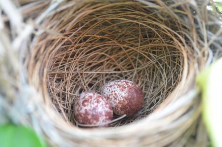 鸟巢, 鸟, 鸡蛋, 棕色, 特写, 鹌鹑, 自然