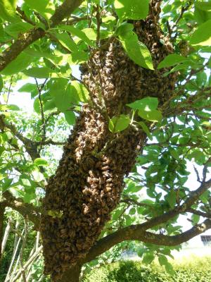 蜂巢, 蜜蜂, 树, 养蜂人, 养蜂, 自然, 蜂育种