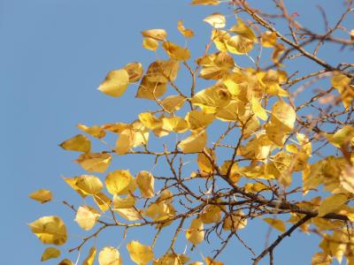 叶子, 秋天, 秋天的树叶, 树, 着色, 金, 天空