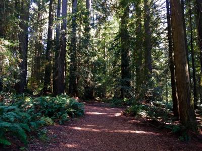 红木, 路径, 自然, 伍兹, 古代, 加利福尼亚州