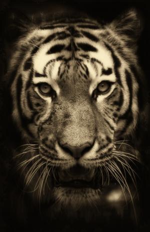 老虎, 非洲, purry, 动物园, 捕食者, 野生动物, 毛皮