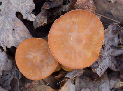 橙色的蘑菇, 蘑菇, 真菌, 自然, 初春, 植物, 森林的地面