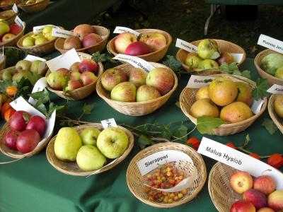 苹果, 水果, 水果, 苹果品种, 果树, 水果识别, 食品