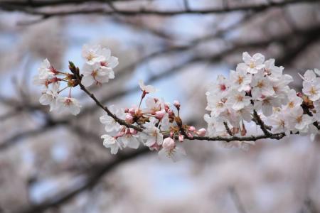 樱桃, 春天, 日本, 花, 樱花, 开花, 脆弱