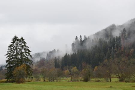 秋天, 雾, 森林, 心情, 树, morgenstimmung, 自然