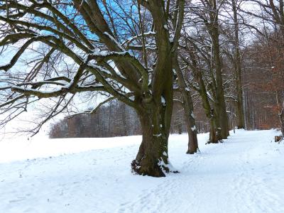 树, 大道, 雪, 白雪皑皑, 冬天, 感冒, 字段