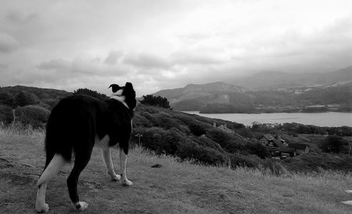 狗, 海, 天空, 自然, 云彩, 黑色和白色, 山坡上