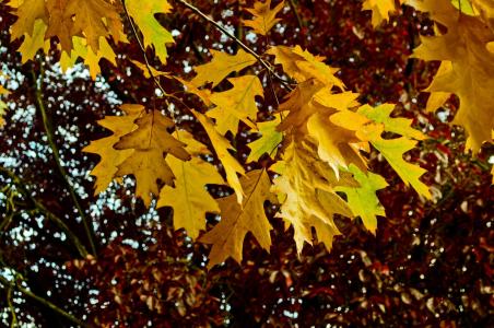秋天, 赛季, 叶子, 颜色, 背景, 拼贴, 自然