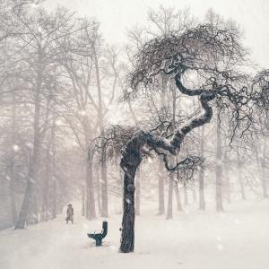 树, 冬天, 雪, 人, 寒冷, 白雪皑皑, 景观