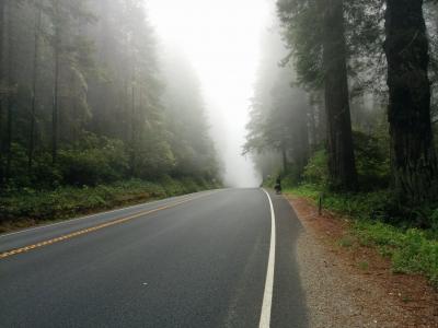 沥青, 驱动器, 雾, 有雾, 叶子, 森林, 公路