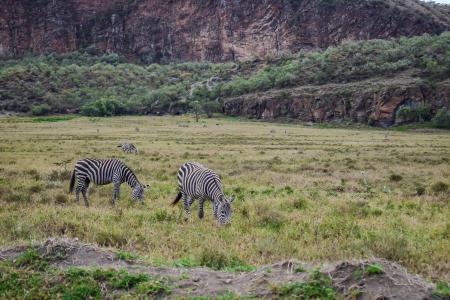 斑马, 放牧, 在, 肯尼亚