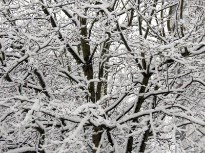 冬天, 雪, 树, 白雪皑皑, 寒冷, 冬天的魔法, 雪魔