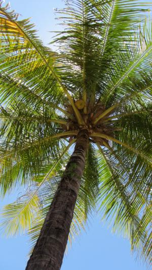 棕榈, 椰子, 椰子树, 热带, 度假, 自然, 树