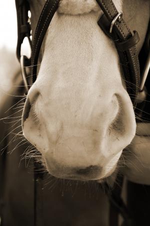 马, 鼻孔, 软, 鼻子, 马的头, 白色