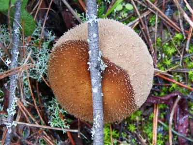 蘑菇, 青苔, lycoperdon perlatum, 狼屁