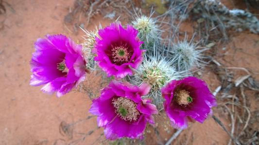 仙人掌, 花朵, 西南, 塞多纳, 亚利桑那州, 紫色, 本机